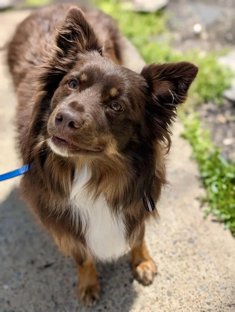 An adult medium-sized female Australian Shepherd dog named Cutie for adoption in White Bluff, TN