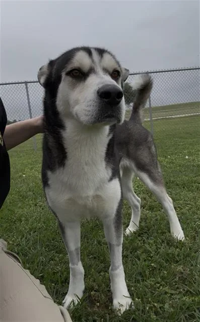 An adult large-sized male Husky dog named Richie for adoption in Rosenberg, TX