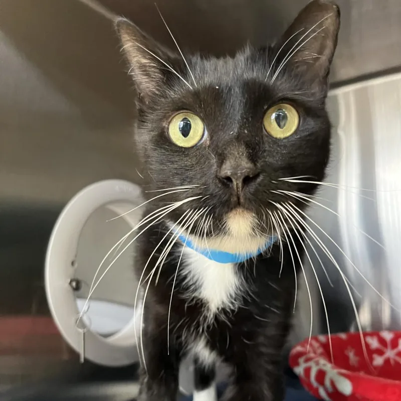 An adult large-sized male Black Domestic Short Hair cat named Cry Baby for adoption in Lakeland, FL