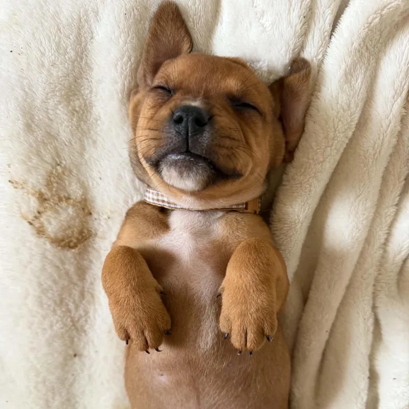 A baby small-sized female Brown / Chocolate Mixed Breed dog named Bubbly for adoption in Buffalo, MN