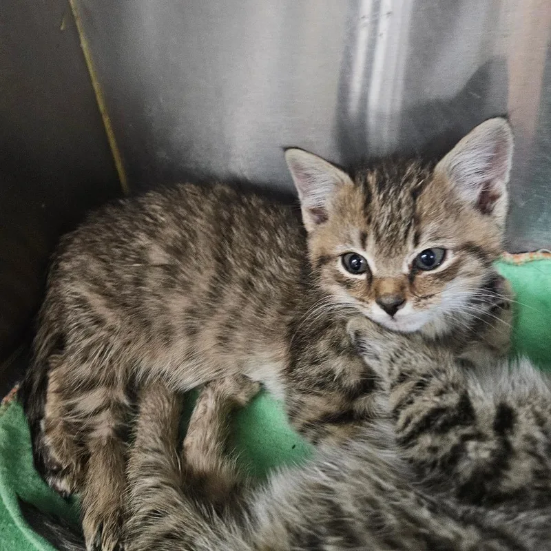 A baby small-sized male Brown / Chocolate Domestic Short Hair cat named Cardinal for adoption in Baltimore, MD