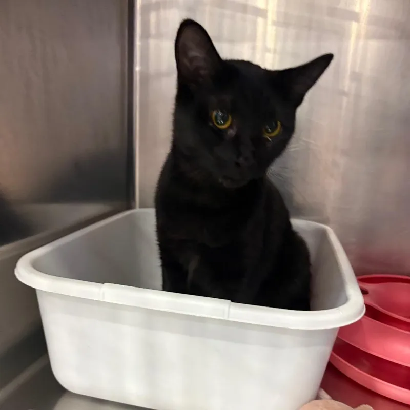 An adult medium-sized female Black Domestic Short Hair cat named Squeegee for adoption in Spokane, WA