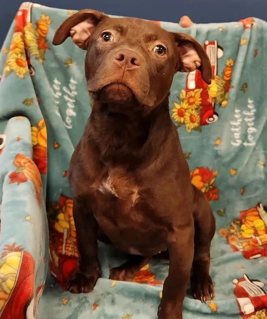 A baby small-sized female Labrador Retriever dog named Hopkins for adoption in Brunswick, GA