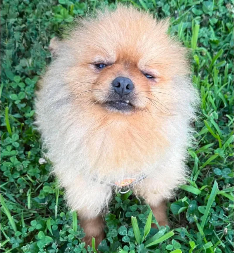 An adult small-sized male Pomeranian dog named Baker for adoption in Anniston, AL
