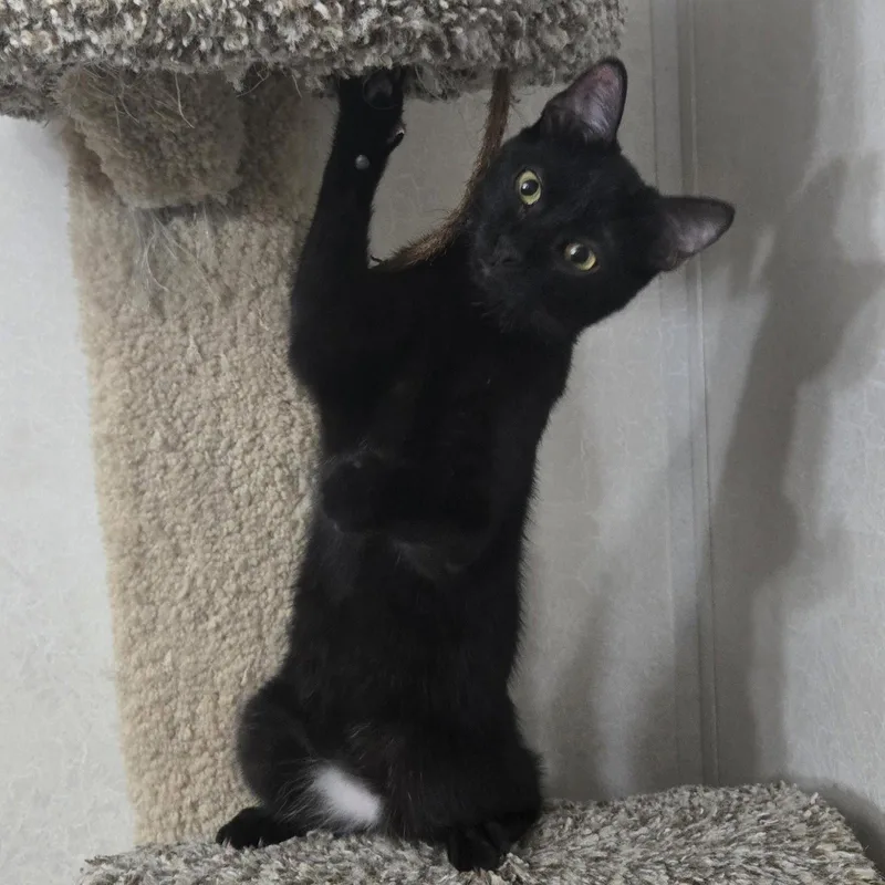 A baby medium-sized female Black Domestic Short Hair cat named Notte for adoption in Garland, TX