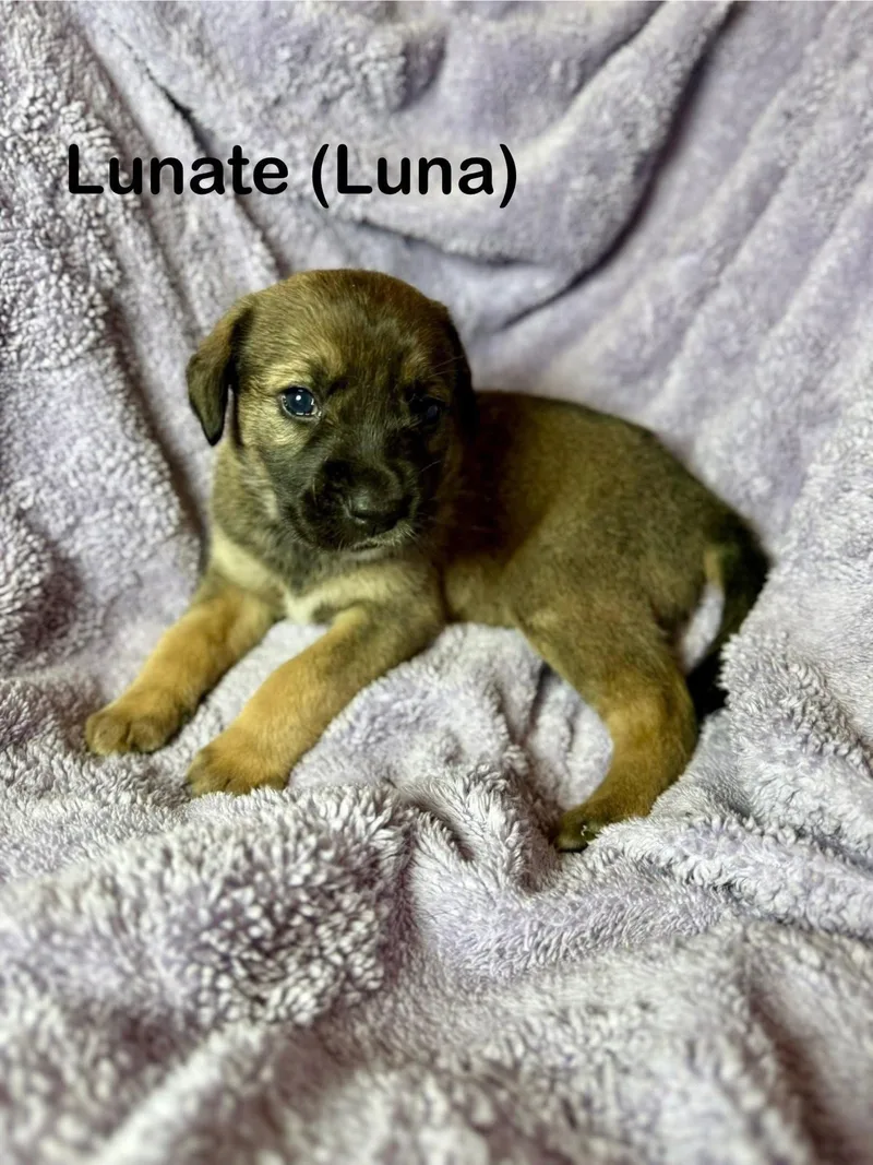 Luna