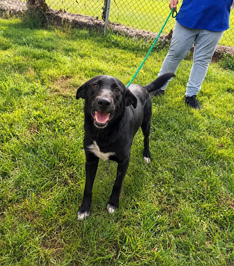 Jett Black Lab