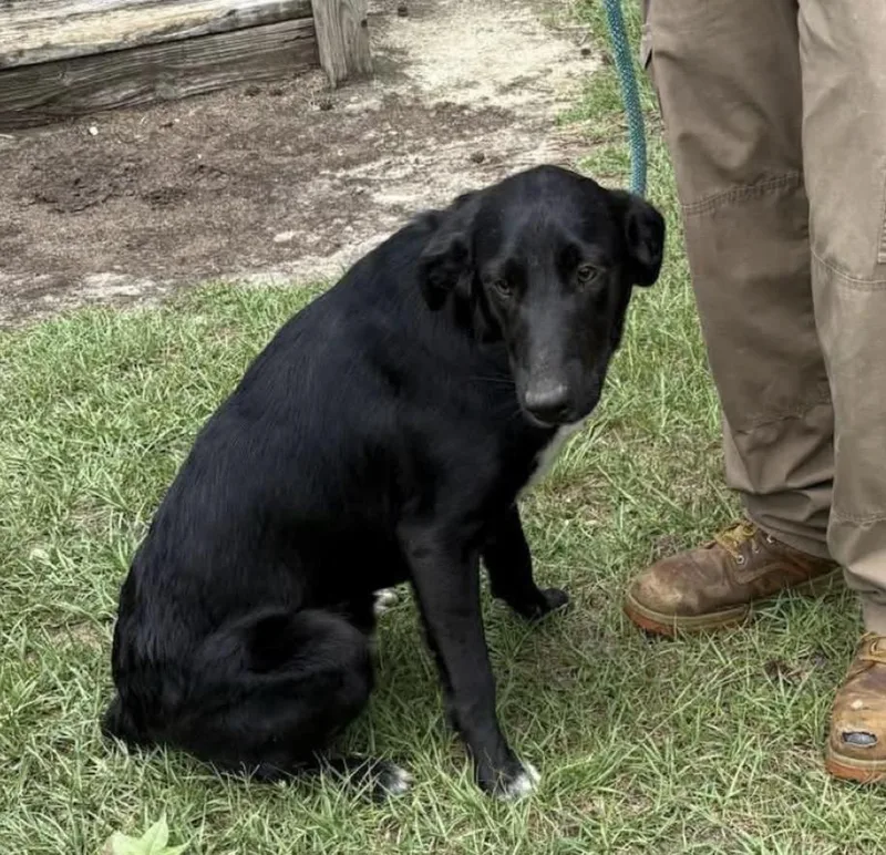 Jett  Black Lab thumbnail 2