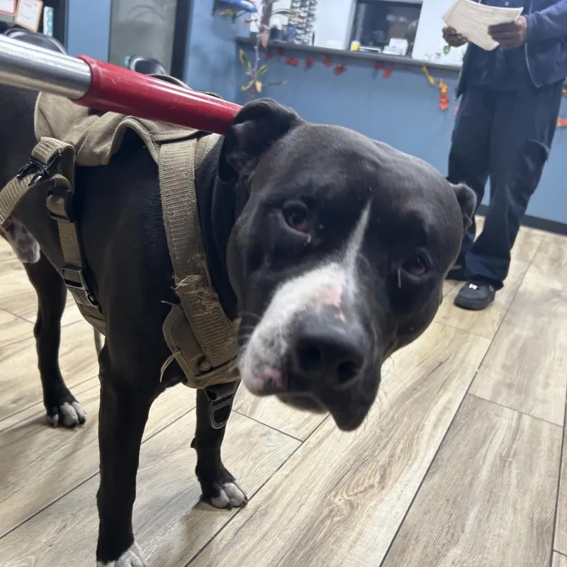 A baby large-sized male Black Pit Bull Terrier dog named Moose for adoption in Newark, NJ