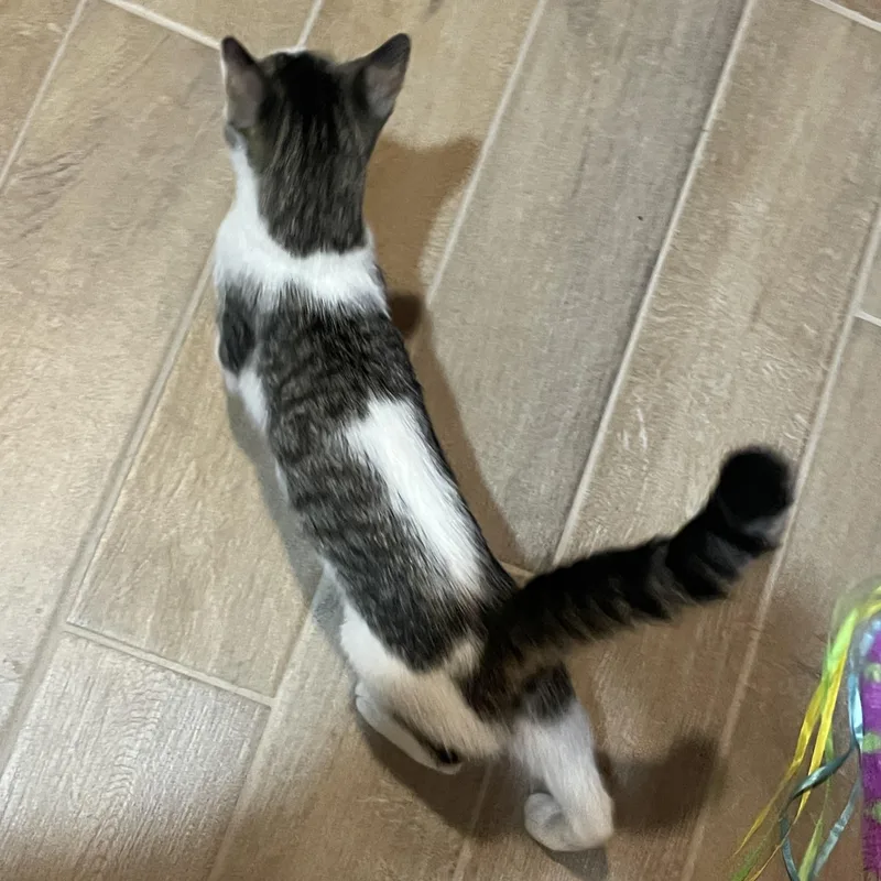A baby medium-sized female Tabby (Brown / Chocolate) Domestic Short Hair cat named Yvette for adoption in Lacon, IL