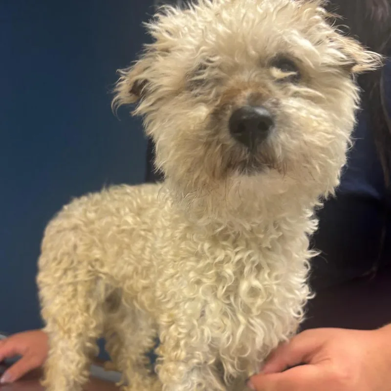 An adult small-sized female White / Cream Miniature Poodle dog named Cortana for adoption in Newark, NJ