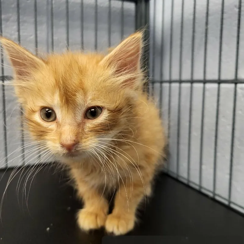 A baby small-sized male Orange / Red Domestic Long Hair cat named Funshine Bear for adoption in Martinsville, VA