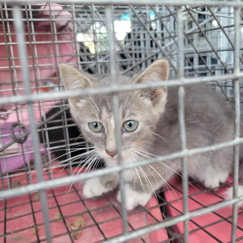 A baby small-sized male Gray / Blue / Silver Domestic Short Hair cat named Montana for adoption in Rochester, MN