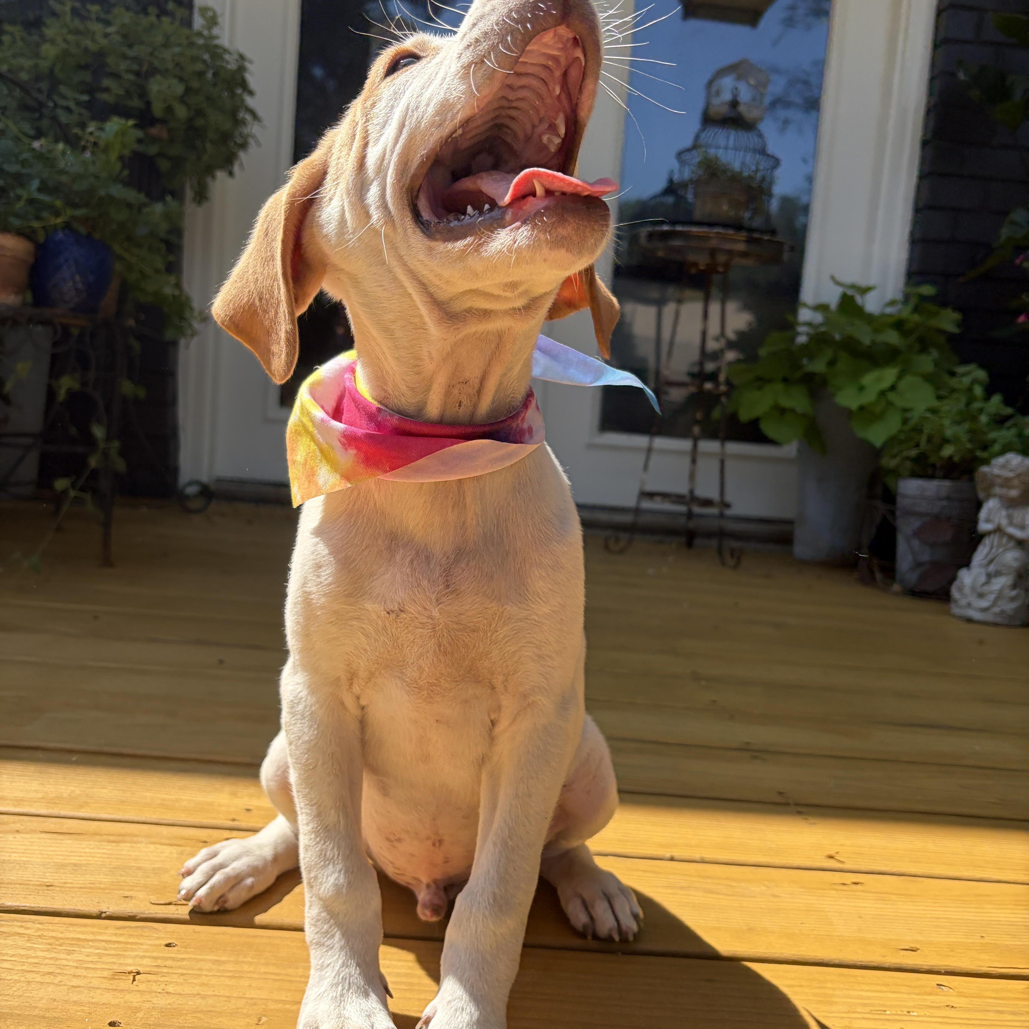 A baby medium-sized male Weimaraner dog named Nacho for adoption in Cordova, TN