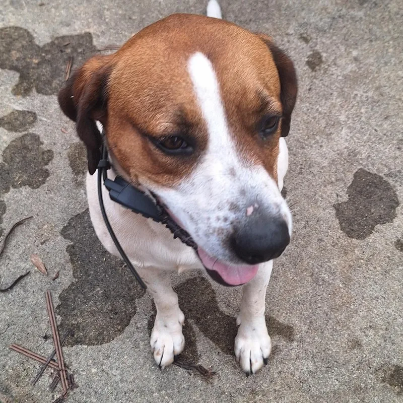 An adult medium-sized male Treeing Walker Coonhound dog named Jack for adoption in Valley, AL