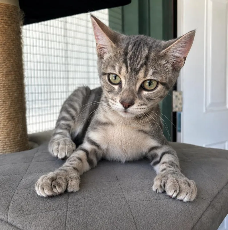 Mittens