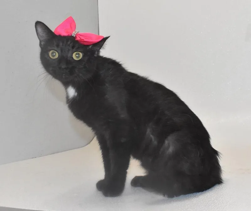 A young large-sized female Domestic Short Hair cat named Vidia for adoption in Springfield, OH
