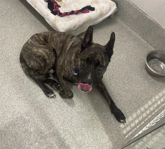 An adult large-sized male Dutch Shepherd dog named Bruno for adoption in Loveland, CO