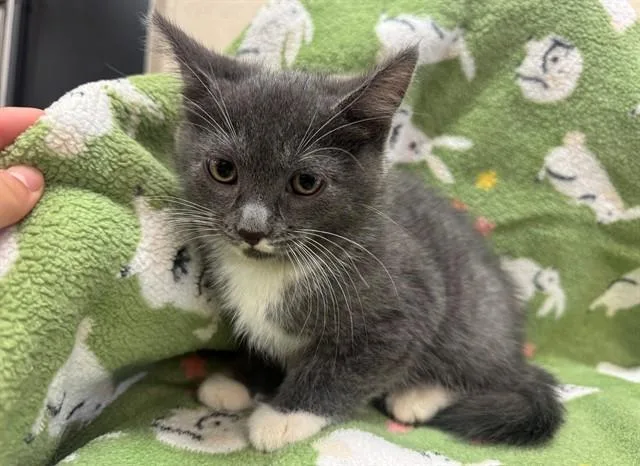 A baby small-sized male Domestic Short Hair cat named Therin for adoption in Moreno Valley, CA