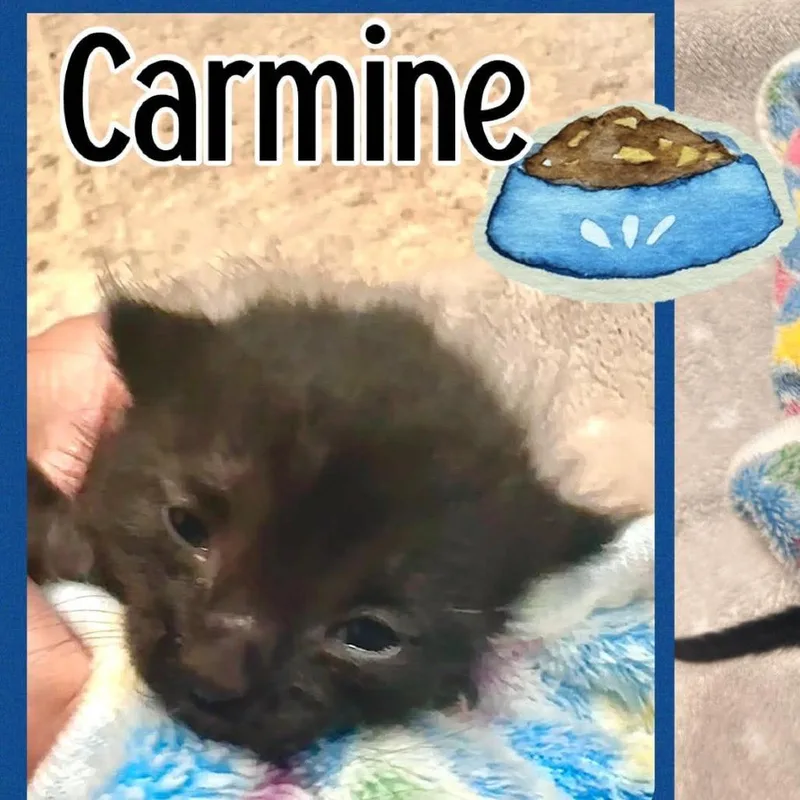 A baby small-sized male Black Domestic Short Hair cat named Carmine for adoption in Tampa, FL