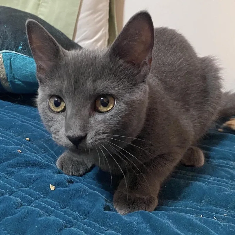 A baby small-sized female Gray / Blue / Silver Domestic Short Hair cat named Star for adoption in Mount Laurel, NJ