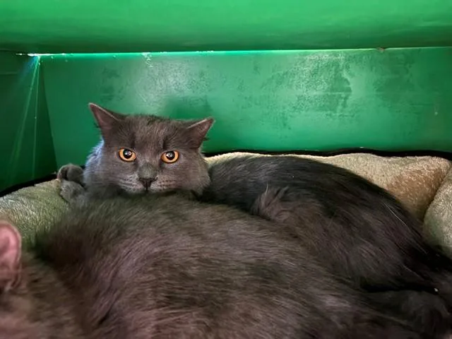 A young small-sized female Domestic Long Hair cat named Valerie for adoption in Forney, TX