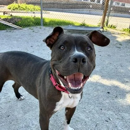 An adult large-sized female Pit Bull Terrier dog named Mika for adoption in Wheaton, IL