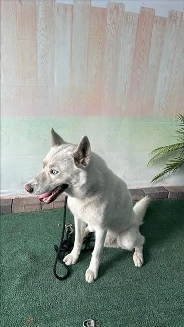 A young large-sized male Siberian Husky dog named Zacate for adoption in Baldwin Park, CA