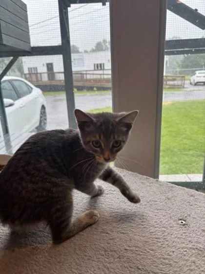 A baby small-sized male Domestic Short Hair cat named Dale for adoption in Paducah, KY
