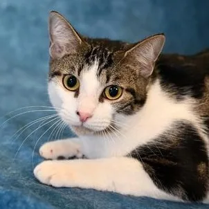 A young small-sized male Tabby (Gray / Blue / Silver) Domestic Short Hair cat named Smokey for adoption in Liverpool, TX