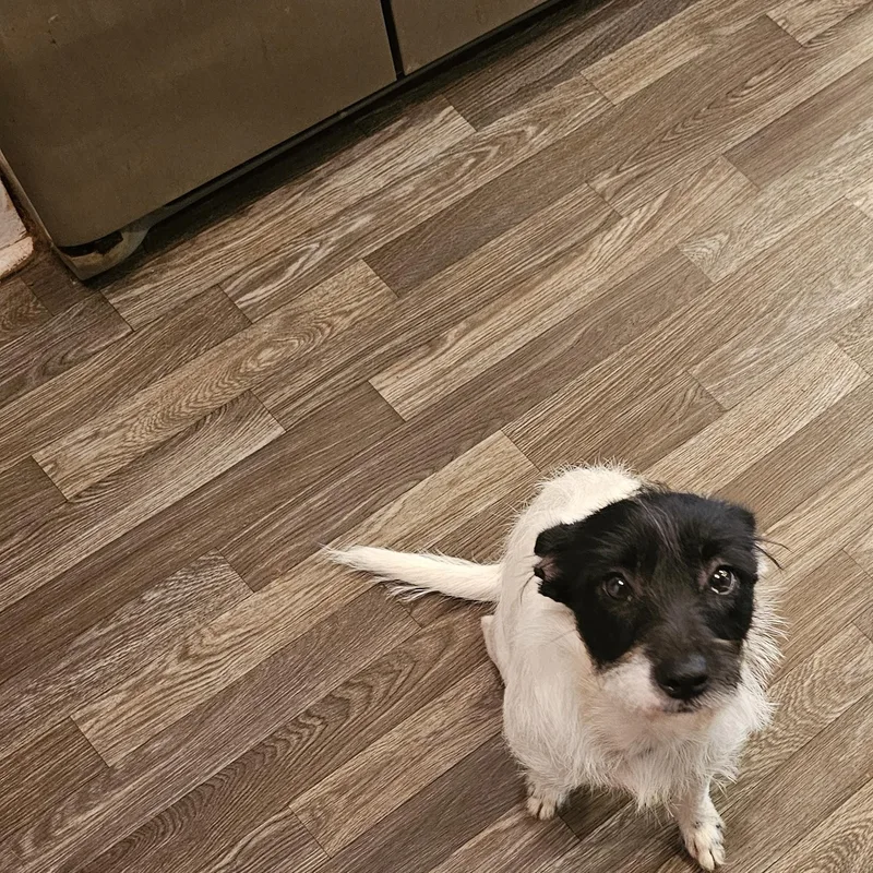 A young small-sized female Black Wire Fox Terrier dog named Ms. Frizzle for adoption in Chesnee, SC