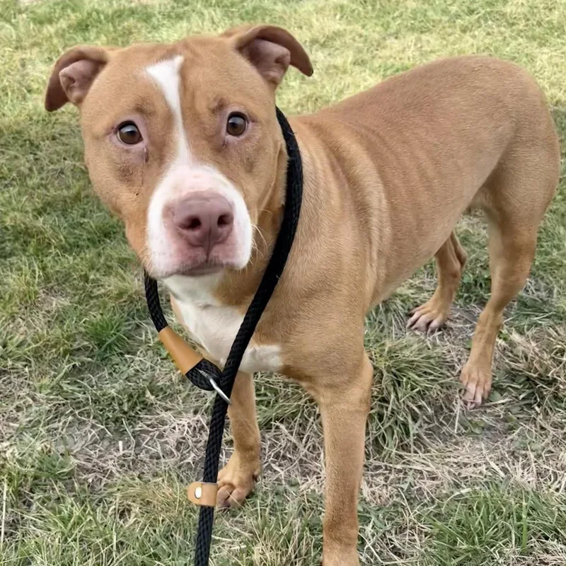 An adult medium-sized female Yellow / Tan / Blond / Fawn Pit Bull Terrier dog named Hearts Pp for adoption in St Joseph, MO