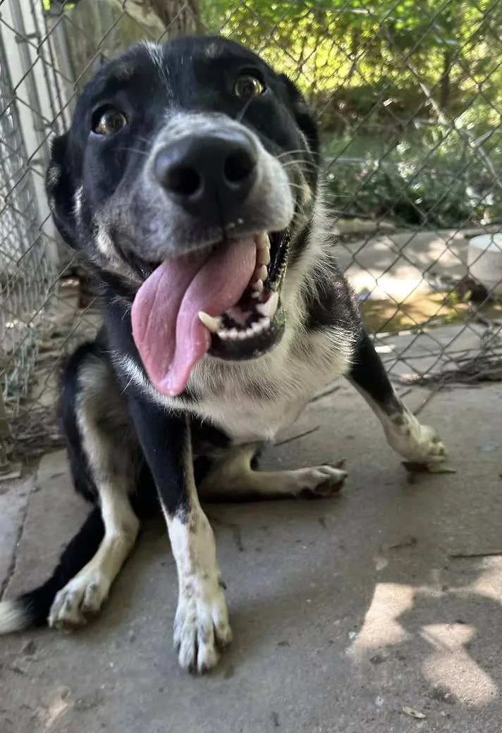 Jett