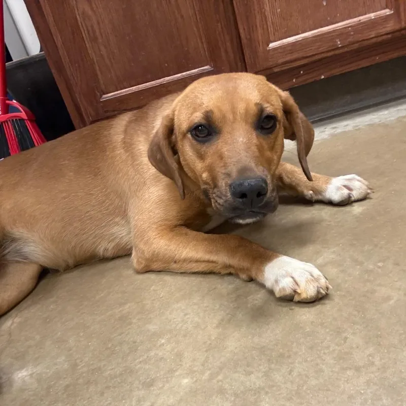 A young medium-sized female Yellow / Tan / Blond / Fawn Labrador Retriever dog named Dumplin  U for adoption in Tupelo, MS