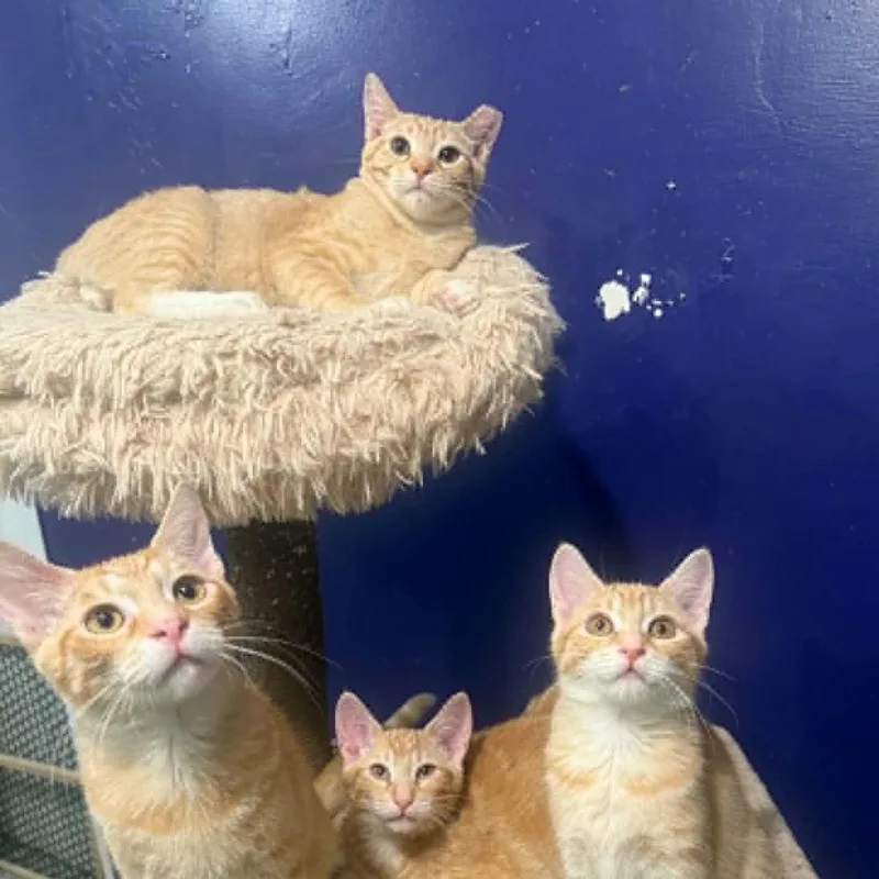A baby small-sized male Tabby (Orange / Red) Tabby cat named Kyle for adoption in Antioch, CA