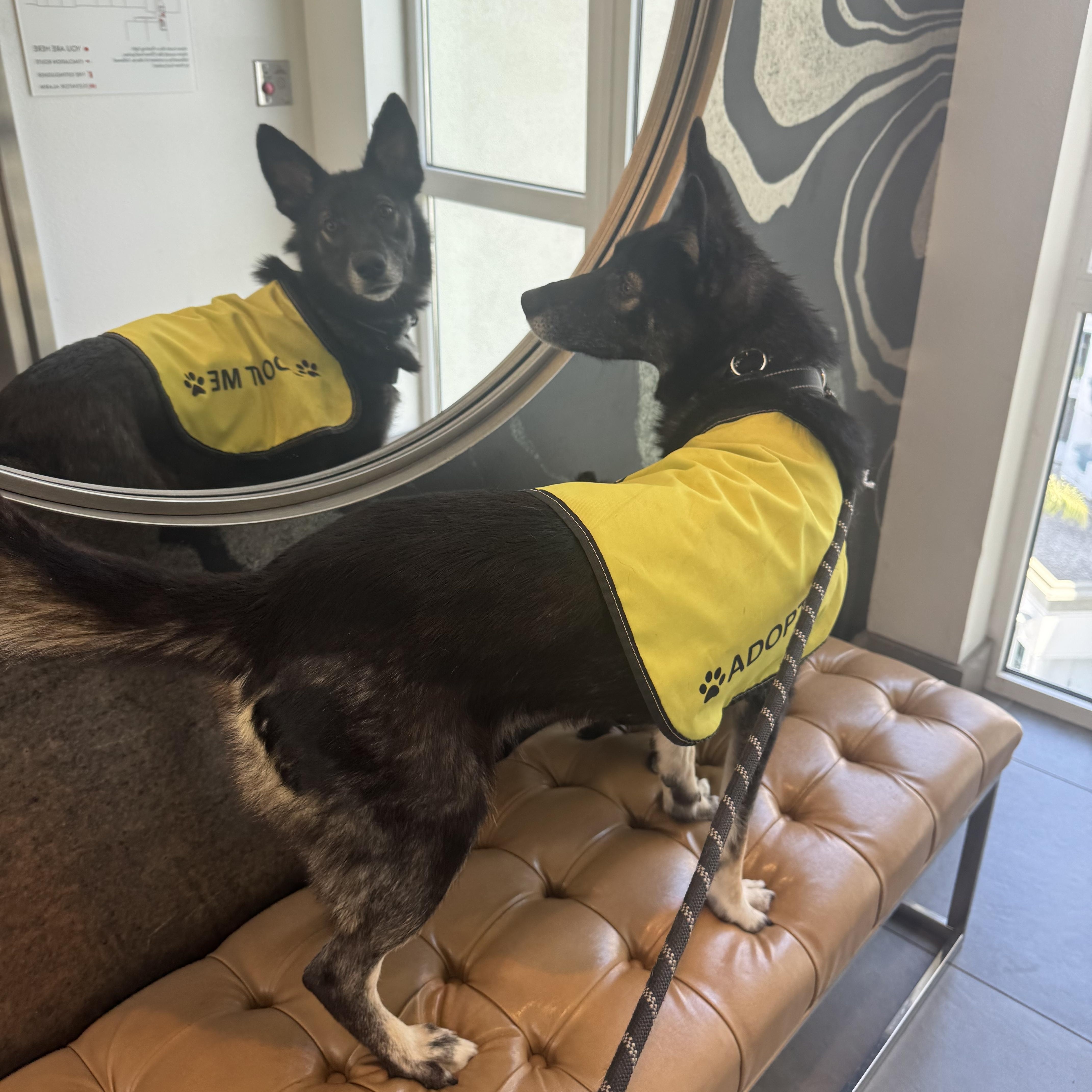 A young medium-sized female Shepherd dog named Ireland  one of for adoption in oriskany, NY