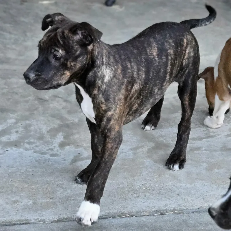 A baby medium-sized male Brindle Pit Bull Terrier dog named Guinness for adoption in Sheridan, AR