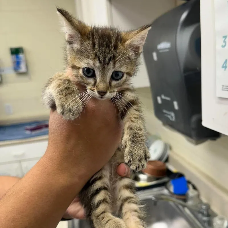 A baby small-sized female Torbie Domestic Short Hair cat named Shayna for adoption in Bastrop, TX