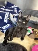 A young medium-sized male Black Domestic Short Hair cat named Bandito for adoption in Manitowoc, WI