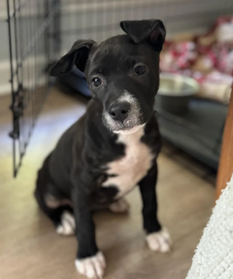 A baby medium-sized female Black Labrador Retriever dog named Smudge for adoption in Calera, AL