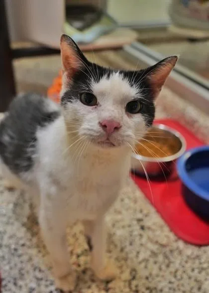 A young small-sized male Domestic Short Hair cat named Star Fox for adoption in Aiken, SC