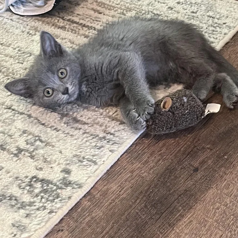 A baby small-sized female Gray / Blue / Silver Domestic Short Hair cat named Bobbie for adoption in Potomac, MD