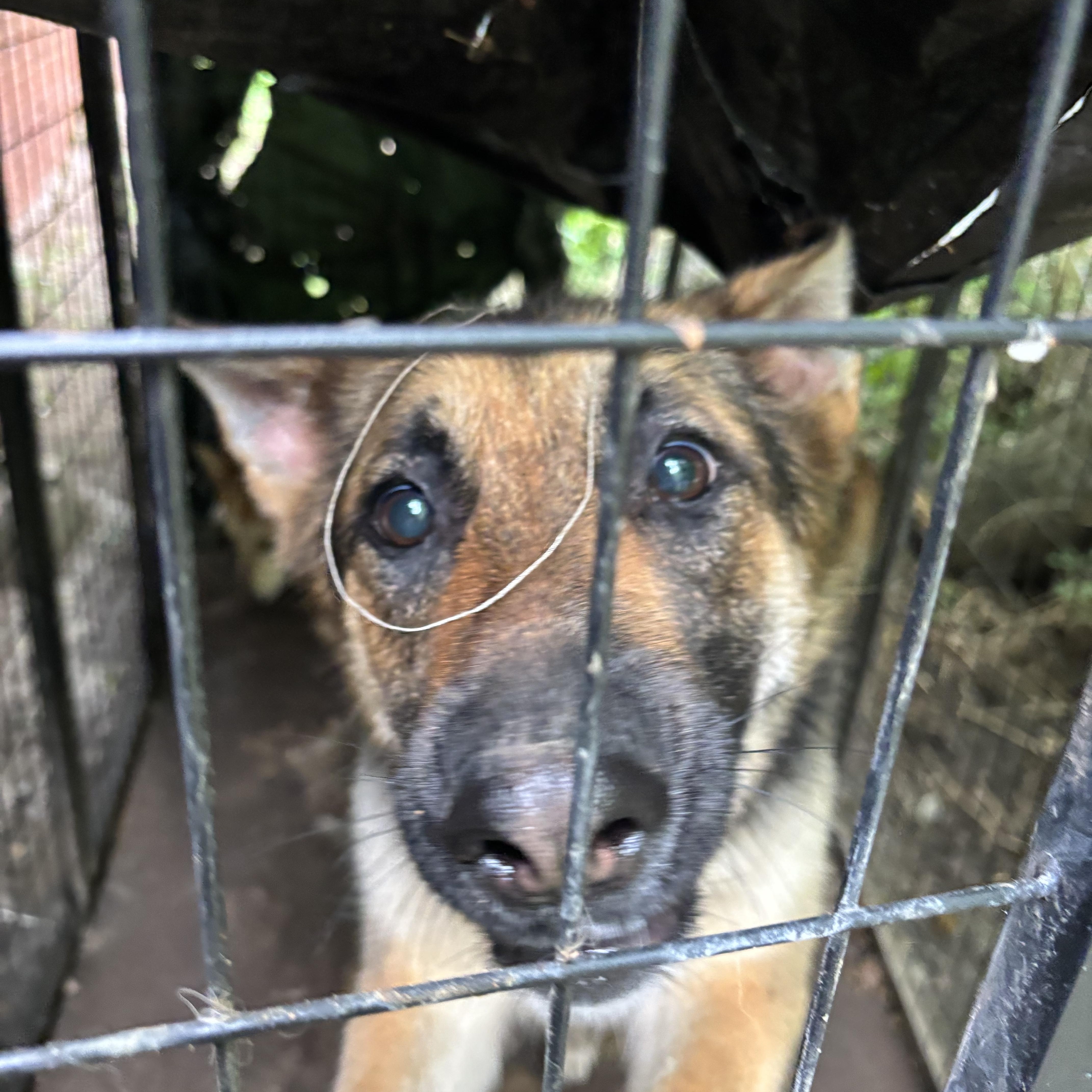 A young medium-sized female German Shepherd Dog dog named Roxy & Willow for adoption in Valparaiso, IN