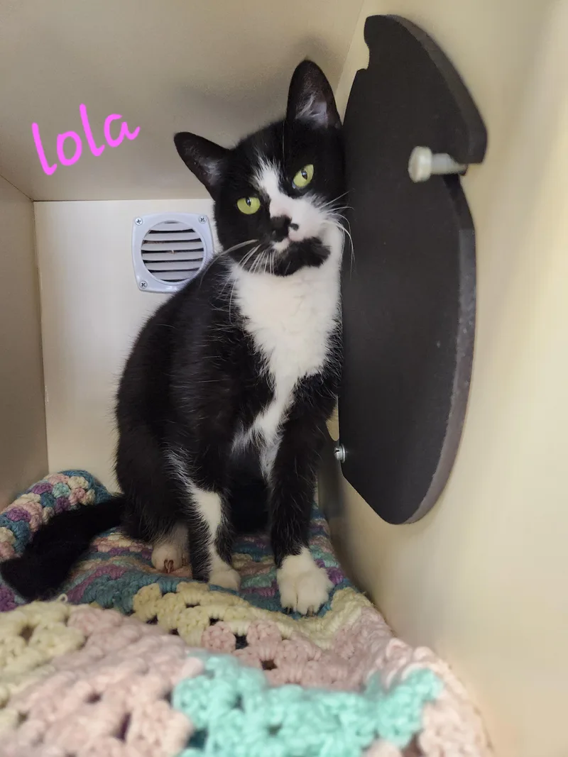 An adult large-sized female Black & White / Tuxedo Domestic Short Hair cat named Lola for adoption in Sewaren, NJ