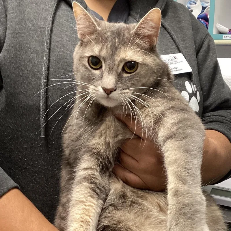 A senior large-sized female Domestic Short Hair cat named Rosie for adoption in Tampa, FL