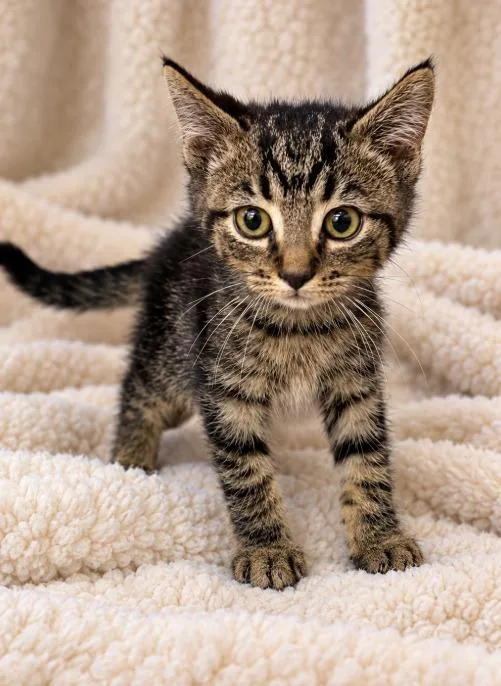 A young large-sized male Domestic Medium Hair cat named Griffey for adoption in Lagrange, IN