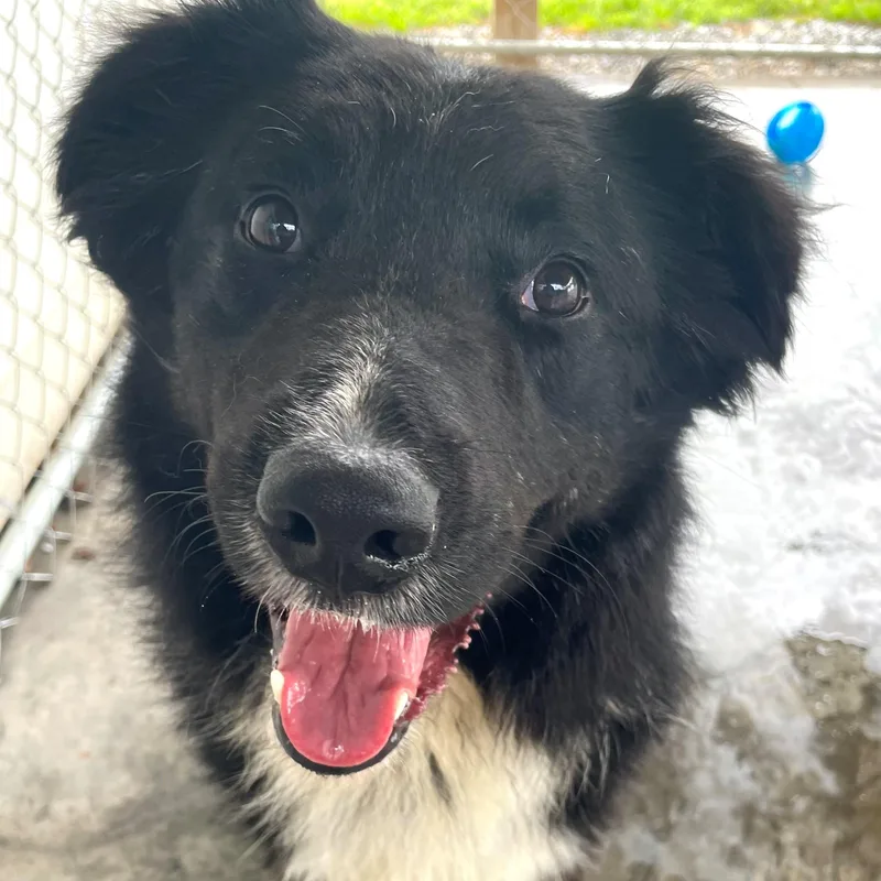 A young medium-sized male Black Border Collie dog named Jett for adoption in Edinburg, VA