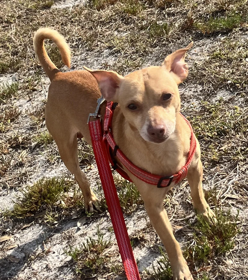 A senior small-sized male Brown / Chocolate Terrier dog named Toby for adoption in Sarasota, FL