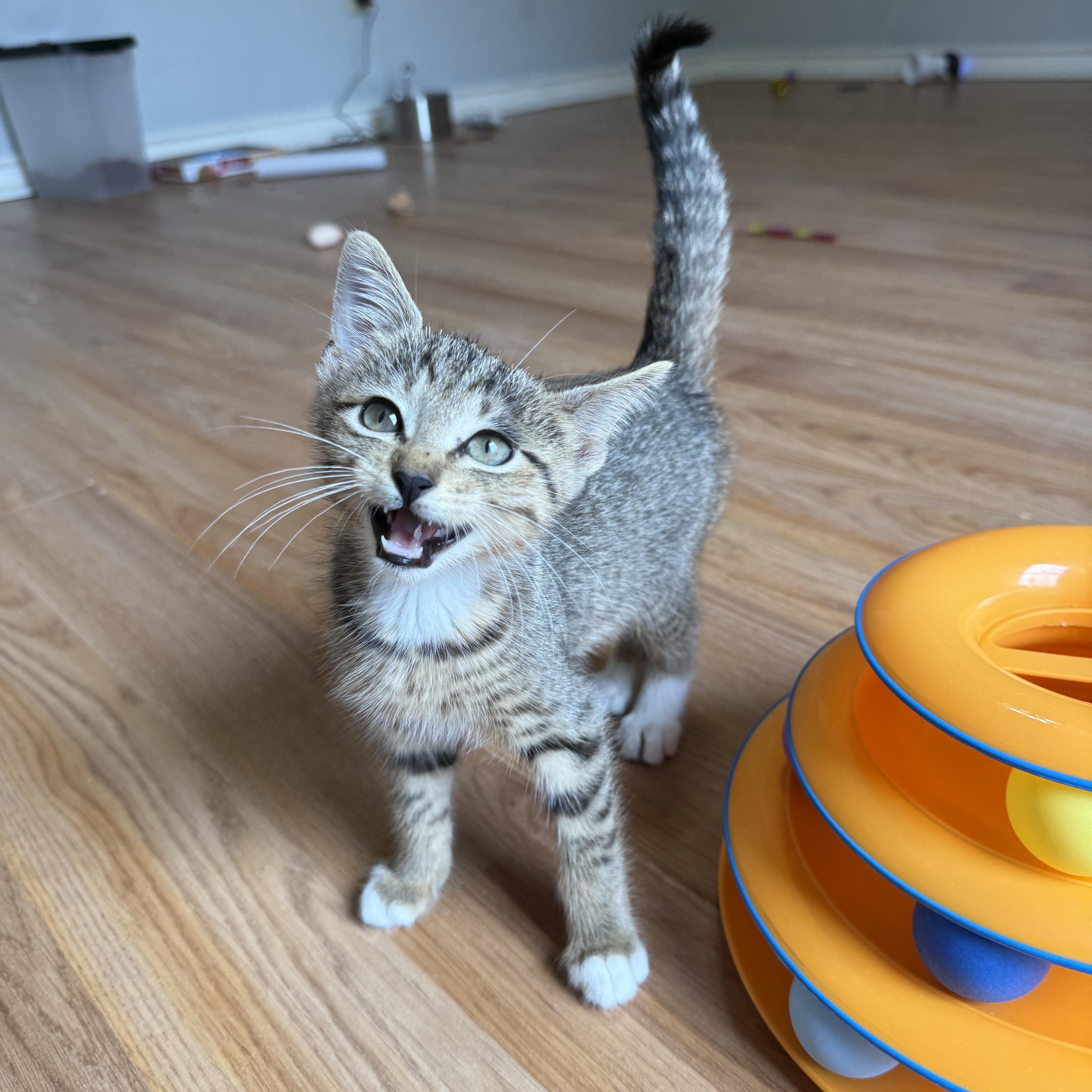 A baby medium-sized male Tabby (Buff / Tan / Fawn) Domestic Short Hair cat named Rellis for adoption in Bryan, TX