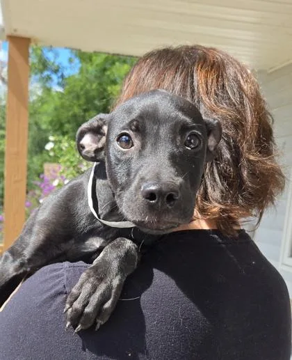 A baby medium-sized male Mixed Breed dog named Anubis for adoption in East Brookfield, MA